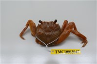 藏品(細紋方蟹)的圖片